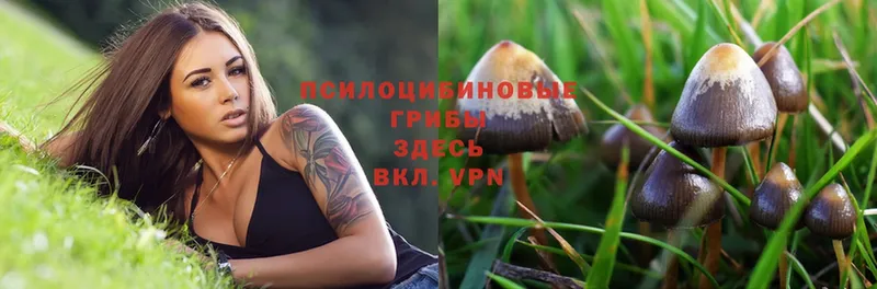 Галлюциногенные грибы Magic Shrooms  Волжск 